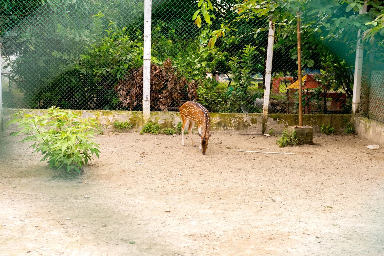 Mini Zoo